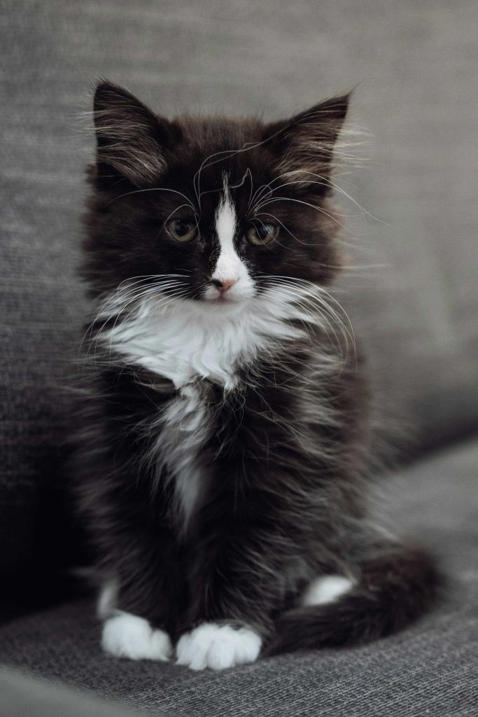 Close-up of Maine Coon Black Smoke cat fur showing smoky effect