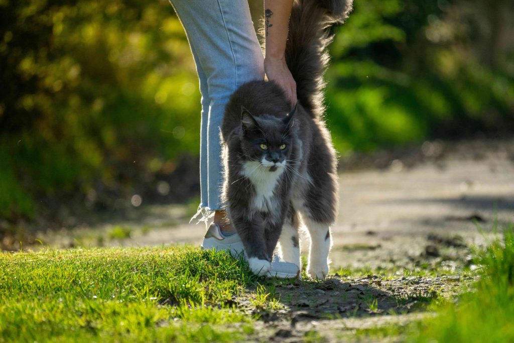 Maine Coon